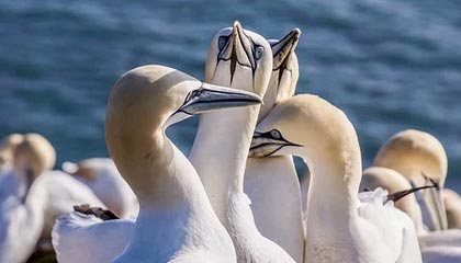 山东泰山主场6-0大胜北京国安 赛后看点十足